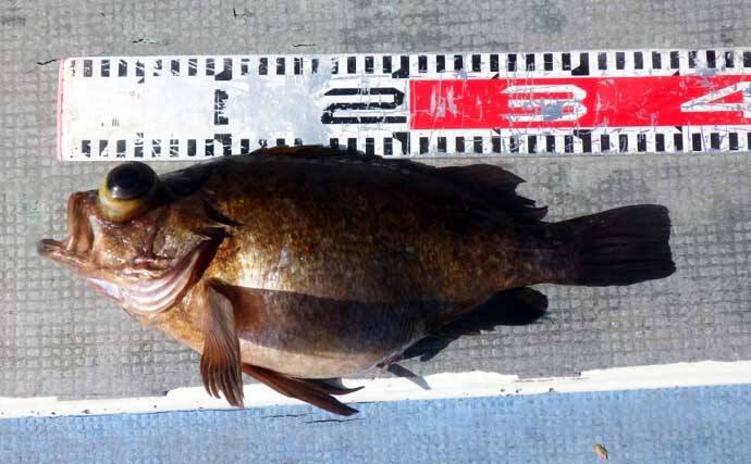 【沖釣り釣果速報】10kg超ブリ浮上に船上熱狂！イワシの泳がせ釣りで全員安打達成（愛知）