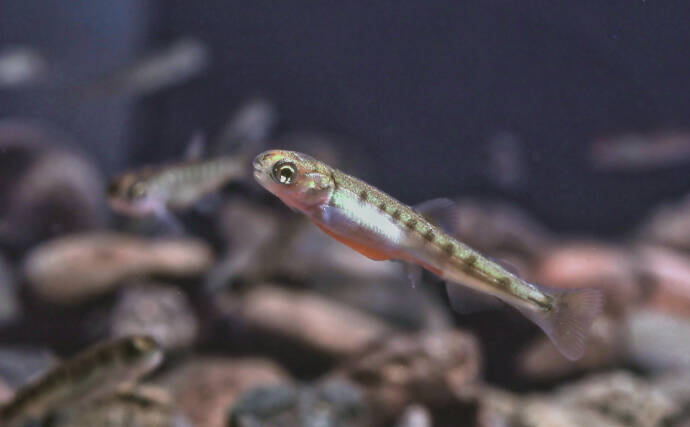 「コカインでハイになった鮭はめっちゃ泳ぐ？」 薬物が魚たちに与える変な影響