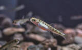 「「コカインでハイになった鮭はめっちゃ泳ぐ？」 薬物が魚たちに与える変な影響」の画像2