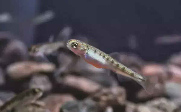 「「コカインでハイになった鮭はめっちゃ泳ぐ？」 薬物が魚たちに与える変な影響」の画像