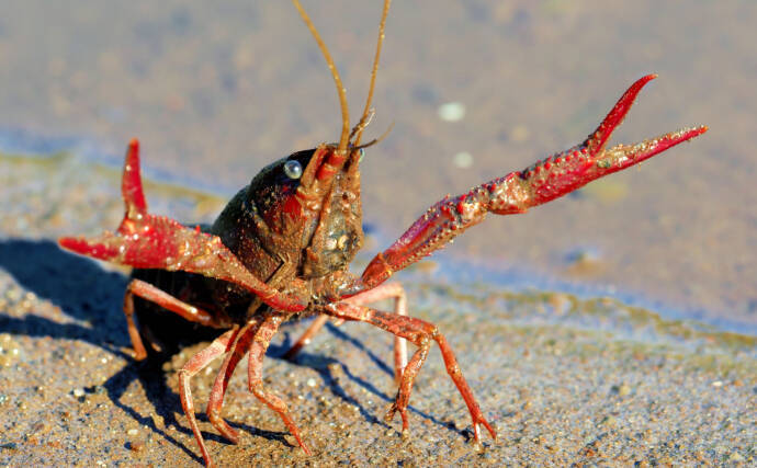 「コカインでハイになった鮭はめっちゃ泳ぐ？」 薬物が魚たちに与える変な影響
