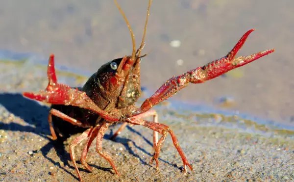 「「コカインでハイになった鮭はめっちゃ泳ぐ？」 薬物が魚たちに与える変な影響」の画像