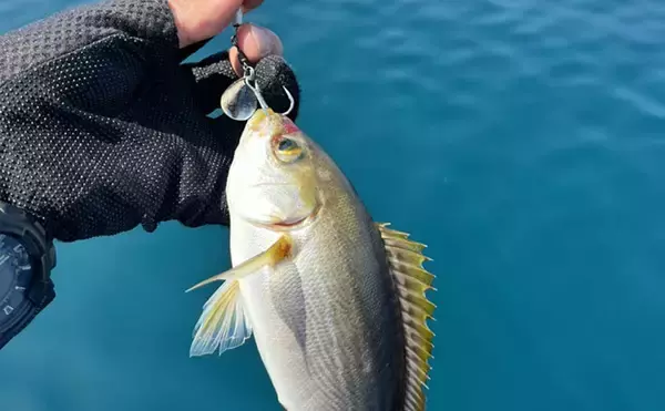 【イサキSLJ】今季初釣行で本命10匹に特大ゲスト3連発！（山口・角島沖）
