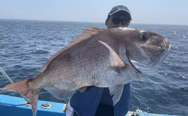 「【イサキSLJ】今季初釣行で本命10匹に特大ゲスト3連発！（山口・角島沖）」の画像