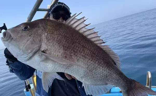 「【イサキSLJ】今季初釣行で本命10匹に特大ゲスト3連発！（山口・角島沖）」の画像