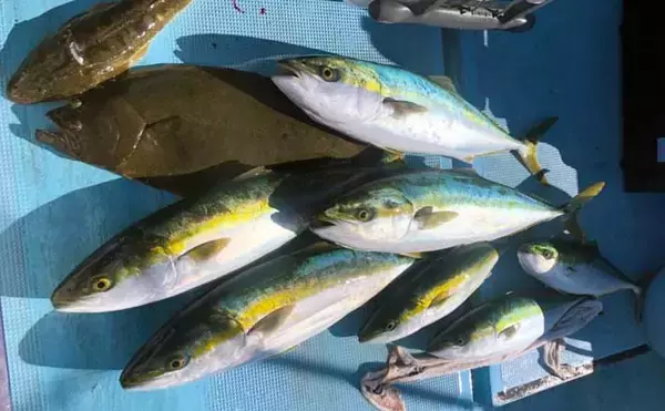 浅場での泳がせ釣りで青物クーラー満タン　好ゲストにヒラメも顔出し