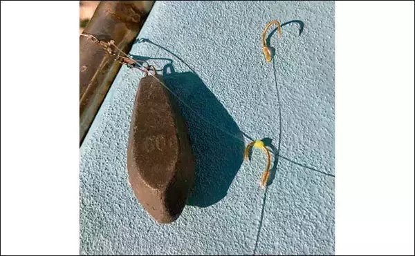 「浅場での泳がせ釣りで青物クーラー満タン　好ゲストにヒラメも顔出し」の画像