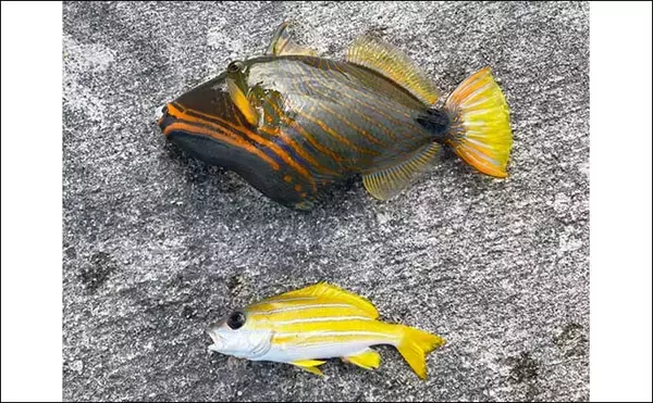 「石垣島遠征釣行で南国らしい魚と対面　沖堤防で打ち込みと胴つき堪能」の画像