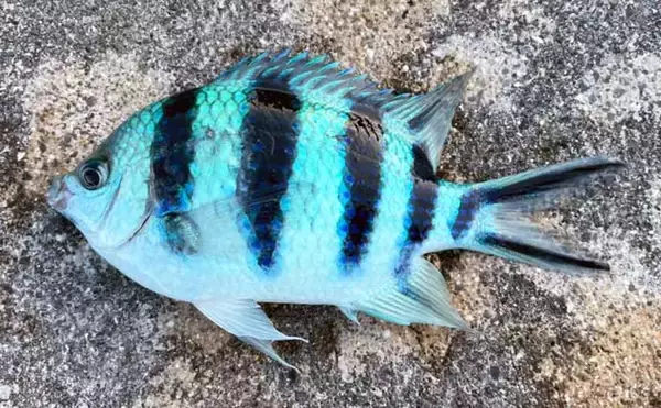 「石垣島遠征釣行で南国らしい魚と対面　沖堤防で打ち込みと胴つき堪能」の画像