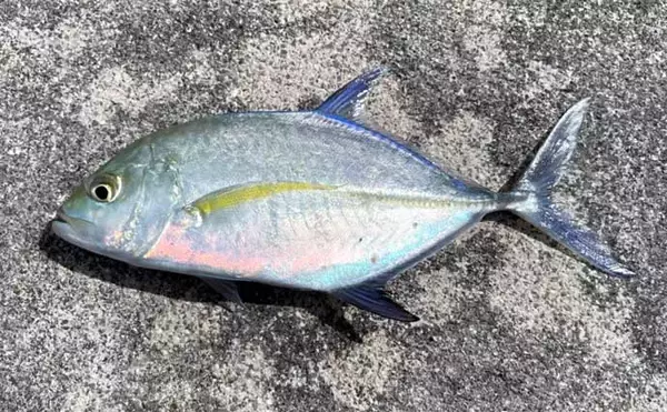 「石垣島遠征釣行で南国らしい魚と対面　沖堤防で打ち込みと胴つき堪能」の画像