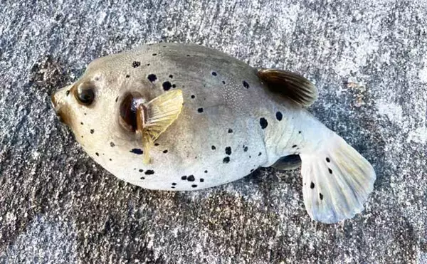 「石垣島遠征釣行で南国らしい魚と対面　沖堤防で打ち込みと胴つき堪能」の画像