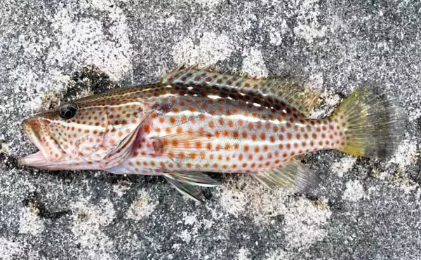 「石垣島遠征釣行で南国らしい魚と対面　沖堤防で打ち込みと胴つき堪能」の画像