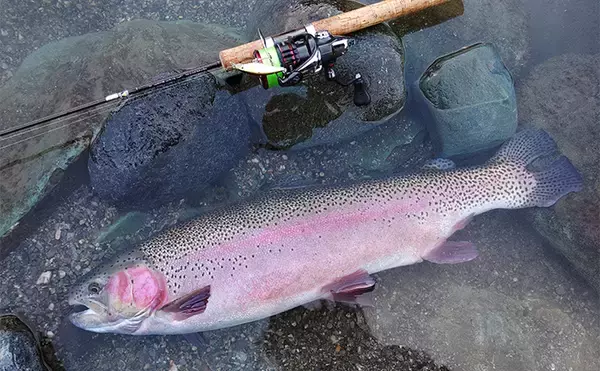天竜川ルアーフライ専用区で71cmを筆頭に大型ニジマスが乱舞【静岡】