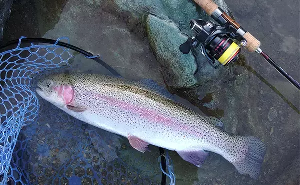 「天竜川ルアーフライ専用区で71cmを筆頭に大型ニジマスが乱舞【静岡】」の画像