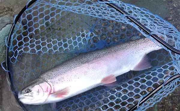 「天竜川ルアーフライ専用区で71cmを筆頭に大型ニジマスが乱舞【静岡】」の画像