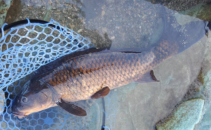 天竜川ルアーフライ専用区で71cmを筆頭に大型ニジマスが乱舞【静岡】