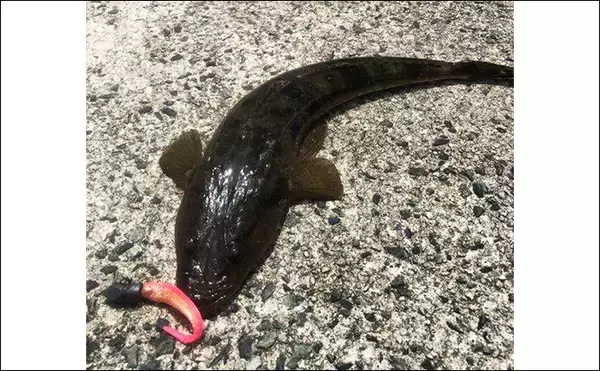 「対マゴチ最強釣法は『ボトムワインド』　おすすめのジグヘッド＆ワーム3選」の画像