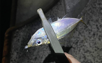 深日港アジング釣行で本命マアジ5尾キャッチ【大阪】前日の大雨による水潮に苦戦