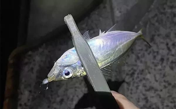 深日港アジング釣行で本命マアジ5尾キャッチ【大阪】前日の大雨による水潮に苦戦