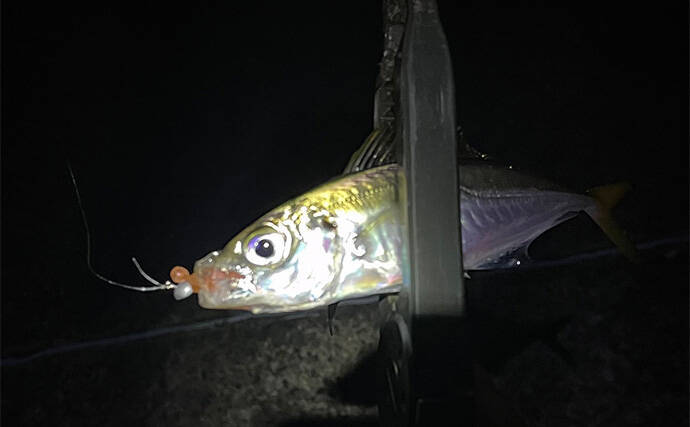 深日港アジング釣行で本命マアジ5尾キャッチ【大阪】前日の大雨による水潮に苦戦