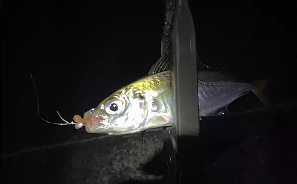 「深日港アジング釣行で本命マアジ5尾キャッチ【大阪】前日の大雨による水潮に苦戦」の画像