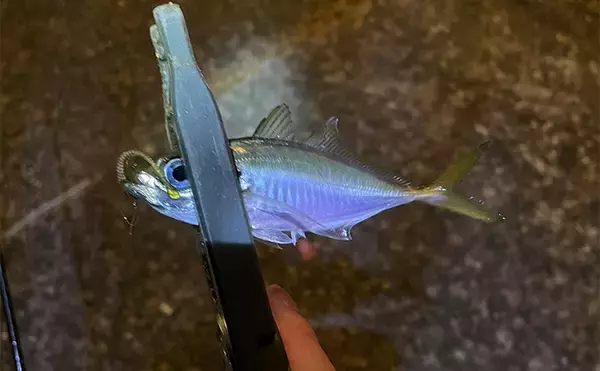 「深日港アジング釣行で本命マアジ5尾キャッチ【大阪】前日の大雨による水潮に苦戦」の画像