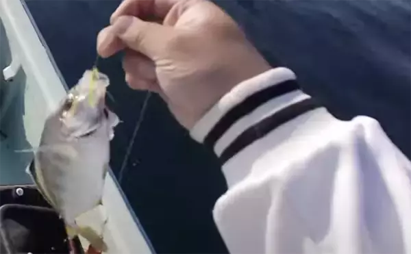 「ボートルアー釣行でカイワリにイトヨリ【静岡・伊東】　ジグサビキ仕掛けが的中」の画像