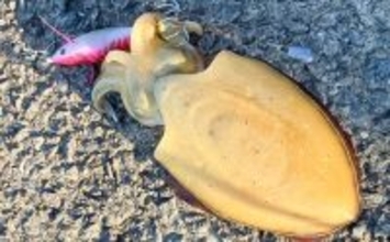 上天草エリアで3日間のエギング釣行【熊本】フッキングに苦戦しながらもモンゴウイカ手中！