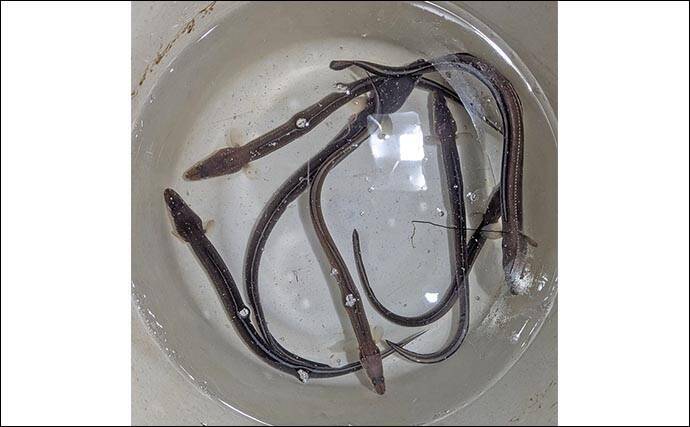 妻と挑んだ夜のアナゴ釣りで8匹キャッチ【愛知・大野海岸】深場狙いで厳しい潮を攻略