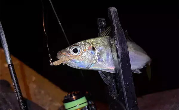 「アジングではPEラインの使用は「ダメじゃないけど微妙」？　その理由を解説」の画像