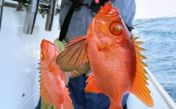 良型の『チカメキントキ』が多数ヒット！沖の五目釣り好調【船釣り釣果速報・福岡】