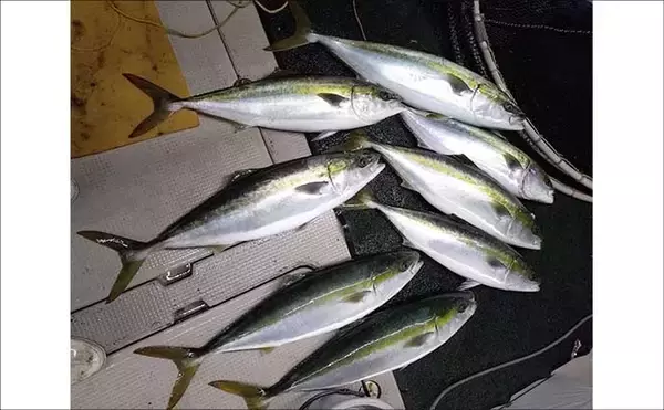 「良型の『チカメキントキ』が多数ヒット！沖の五目釣り好調【船釣り釣果速報・福岡】」の画像