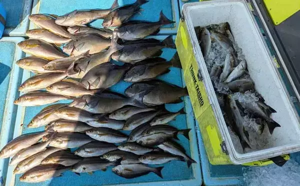 「良型の『チカメキントキ』が多数ヒット！沖の五目釣り好調【船釣り釣果速報・福岡】」の画像