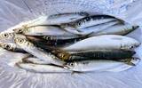 「堤防フカセ釣りで本命アジ不発もウルメイワシを手中【千葉・天津港】」の画像1