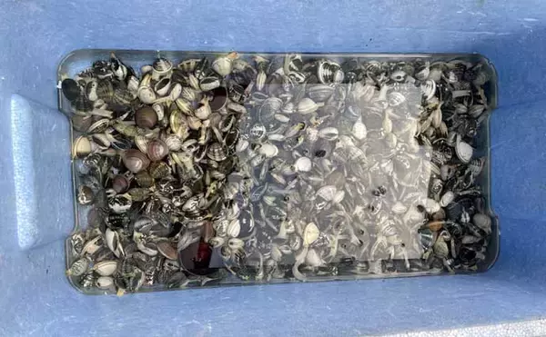 「堤防フカセ釣りで本命アジ不発もウルメイワシを手中【千葉・天津港】」の画像