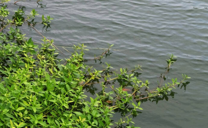 最も厄介な侵略的外来生物は水草だった　人気の野菜で駆逐する試みがスタート