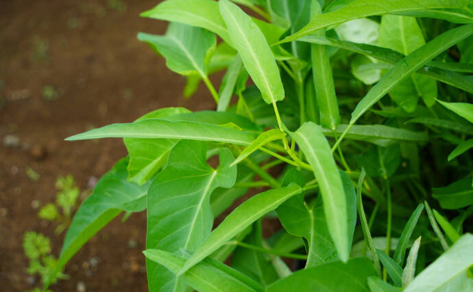 最も厄介な侵略的外来生物は水草だった　人気の野菜で駆逐する試みがスタート