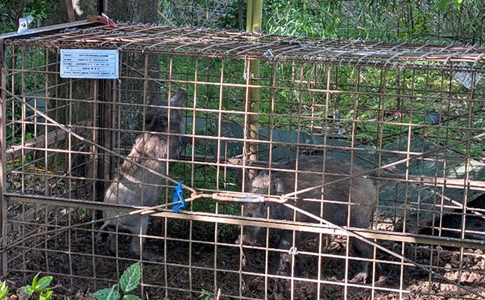 春の沼津でボートから乗っ込みマダイを狙う！【静岡】トラブル続出もイトヨリ3匹を手中