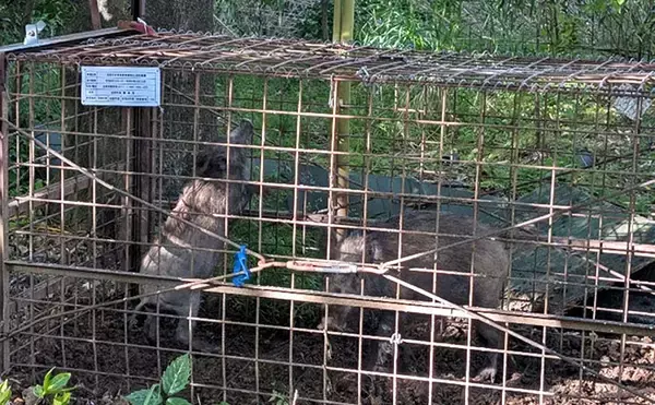 「春の沼津でボートから乗っ込みマダイを狙う！【静岡】トラブル続出もイトヨリ3匹を手中」の画像