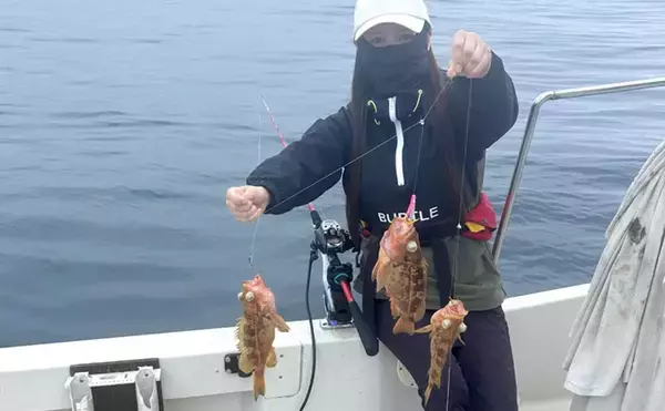 北海道の深海に潜む「ヤナギノマイ」ってどんな魚？　釣って楽しい・食べて美味しい魅力を紹介