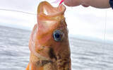 「北海道の深海に潜む「ヤナギノマイ」ってどんな魚？　釣って楽しい・食べて美味しい魅力を紹介」の画像2