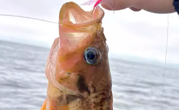 「北海道の深海に潜む「ヤナギノマイ」ってどんな魚？　釣って楽しい・食べて美味しい魅力を紹介」の画像
