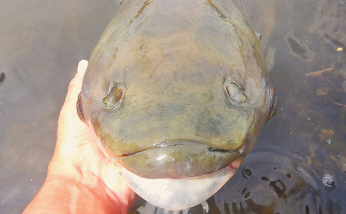 土手の葉っぱで荒川ソウギョを攻略【埼玉】狙い通りの展開で113cm・21kgをキャッチ