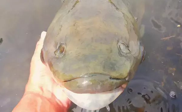 「土手の葉っぱで荒川ソウギョを攻略【埼玉】狙い通りの展開で113cm・21kgをキャッチ」の画像