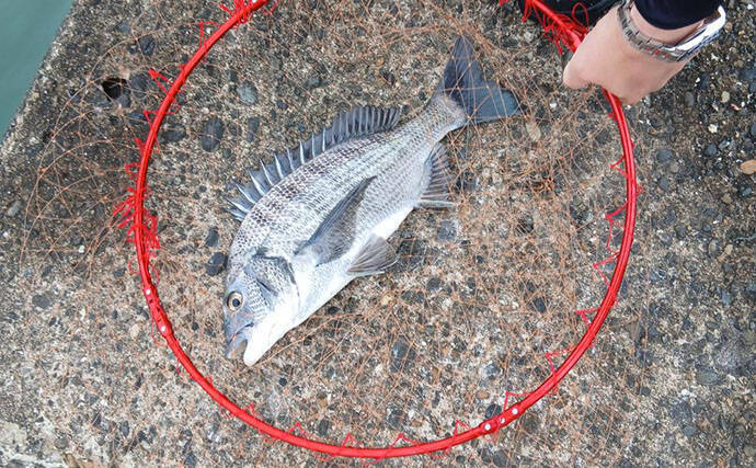 台風通過直後の水潮を攻略　フグ猛攻の中でクロダイ3尾をキャッチ【千葉・太夫崎港】