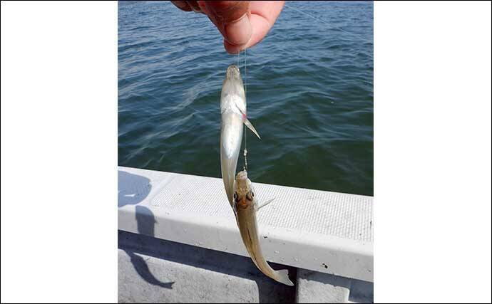 船キス釣り入門解説　【道具・エサ・釣り方・注意点・中部エリアのシーズン】