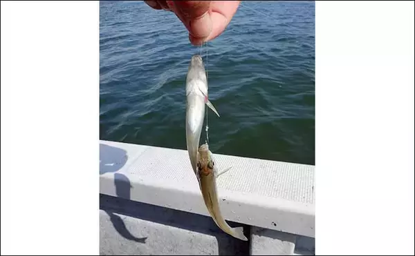 「船キス釣り入門解説　【道具・エサ・釣り方・注意点・中部エリアのシーズン】」の画像