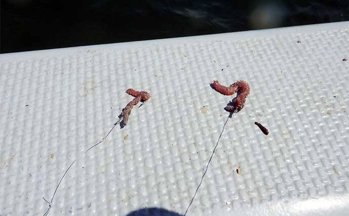 船キス釣り入門解説　【道具・エサ・釣り方・注意点・中部エリアのシーズン】