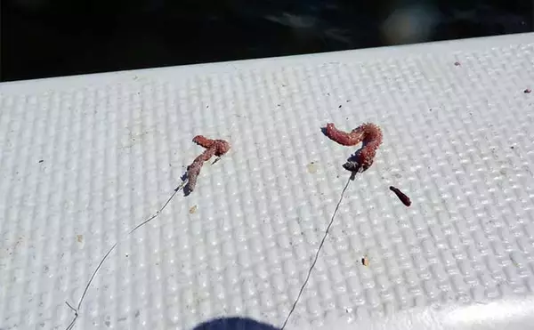 「船キス釣り入門解説　【道具・エサ・釣り方・注意点・中部エリアのシーズン】」の画像