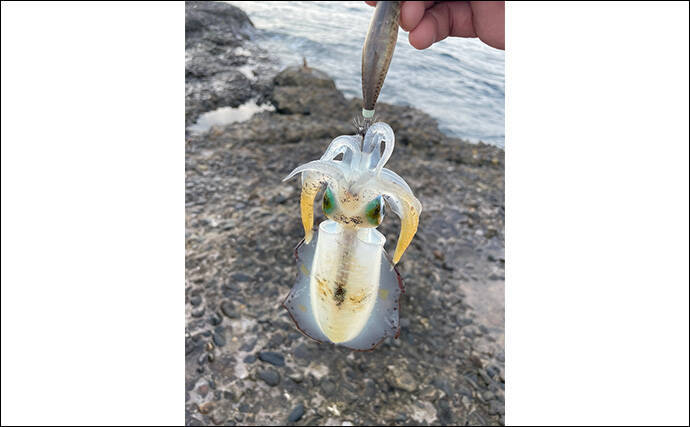 横浜の沖堤防エギング釣行でアオリイカ3杯キャッチ　2023年は秋イカ絶好調